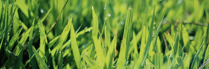 Image of unmowed grass