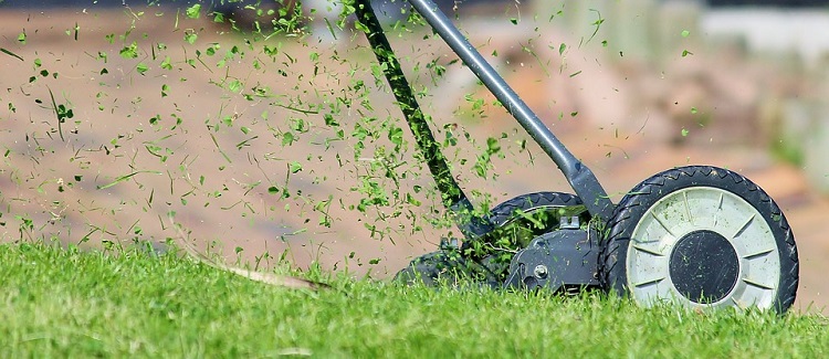 how often should you cut your grass