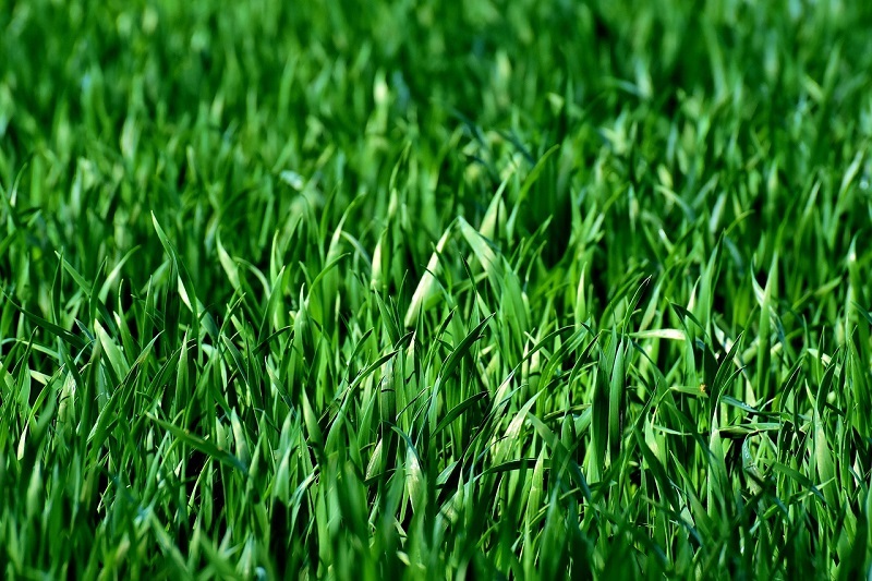 There are a number of benefits to cutting your grass high