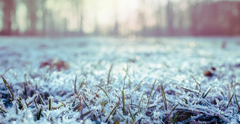 Frost can wreak havoc on freshly cut grass and cause numerous lawn diseases