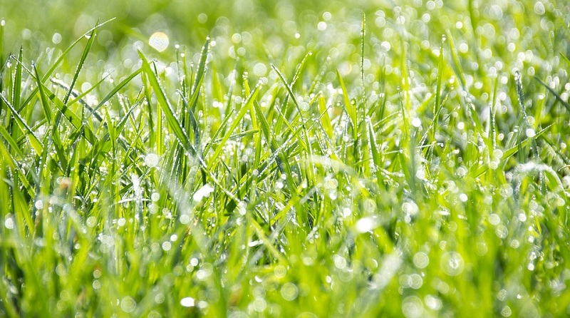 Mowing wet grass is not good for your lawn mower or your lawn
