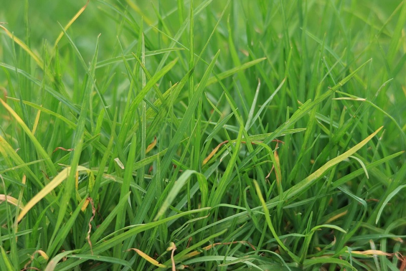 Mulching Tall Grass - Advice To Get Better Results