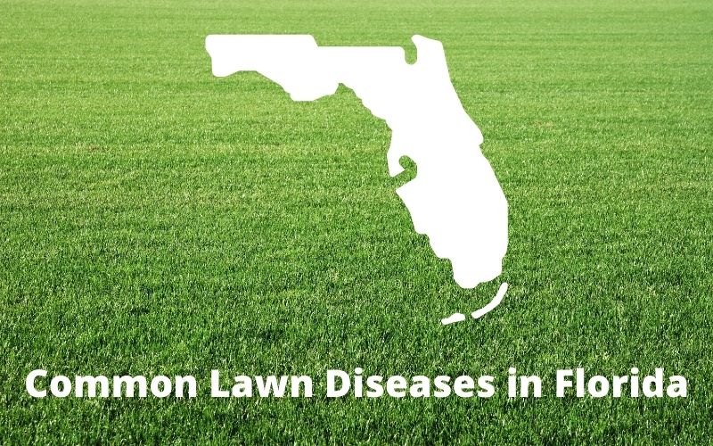 Common Lawn Diseases in Florida