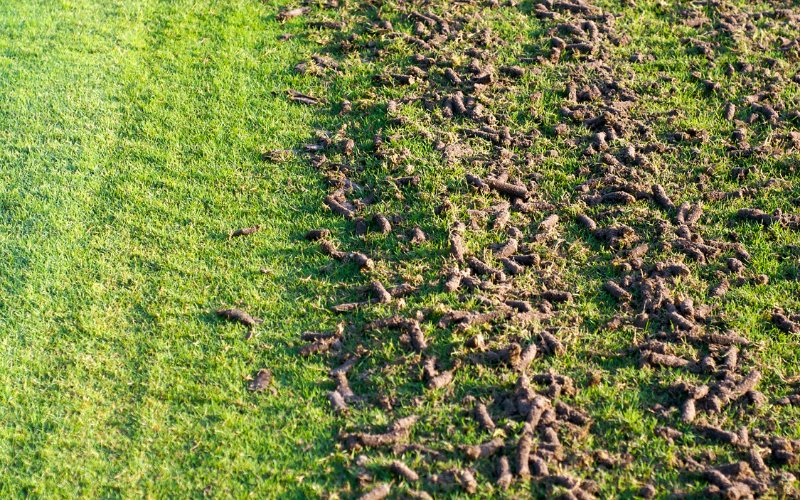 Keep These Things in Mind When Aerating