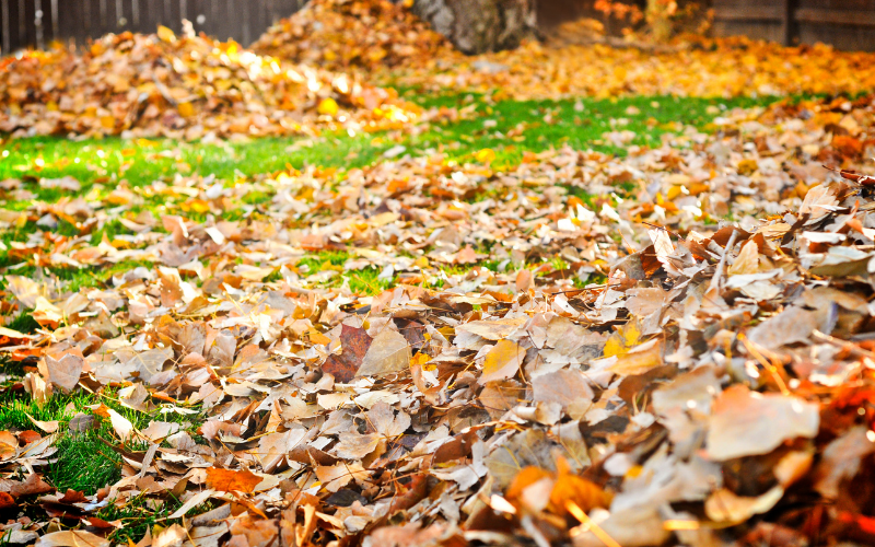 How to Mulch Leaves Without a Mower