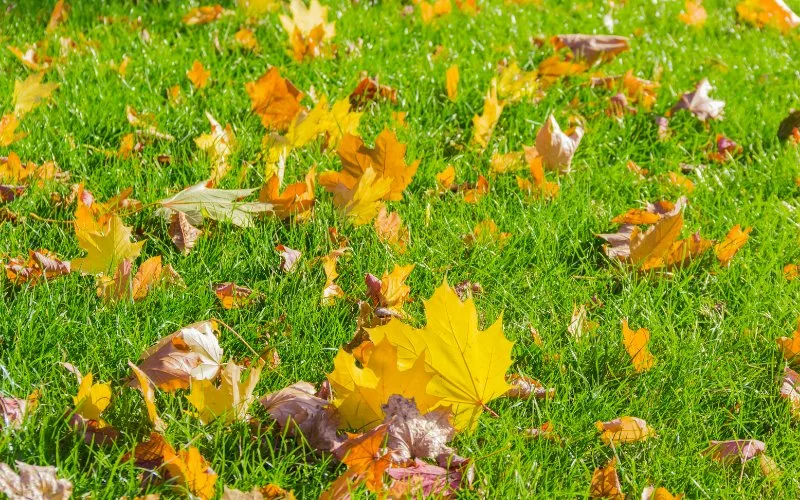 tips for mulching leaves with a lawn mower