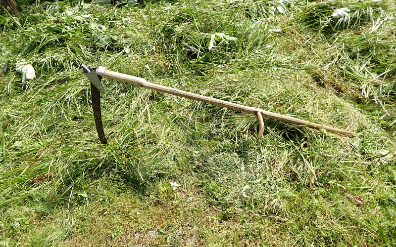 using a scythe to cut grass
