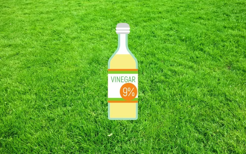 Does Vinegar Kill Lawn Grass