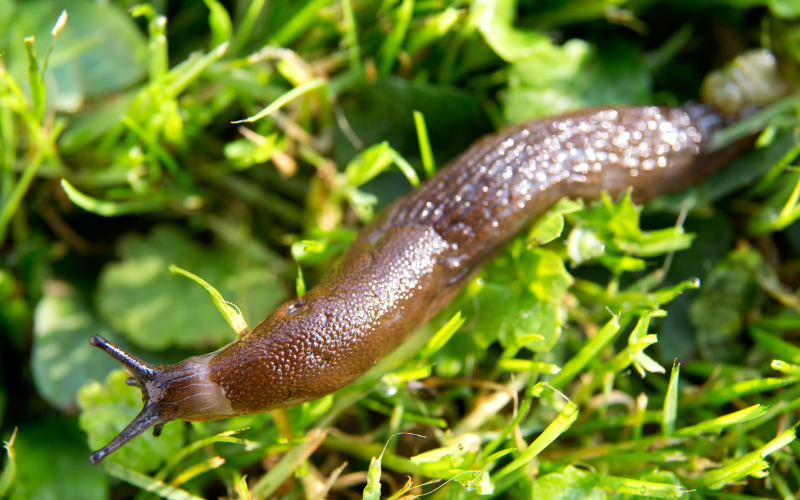 How to Get Rid of Slugs in Grass