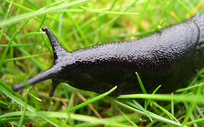 Slug Infestation on Lawn