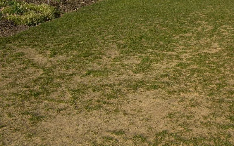 Will Grass Spread to Cover Bald Spots in Lawn