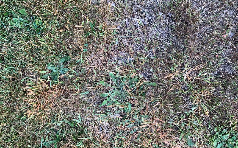 How Does Antifreeze Kill Grass and Other Plants