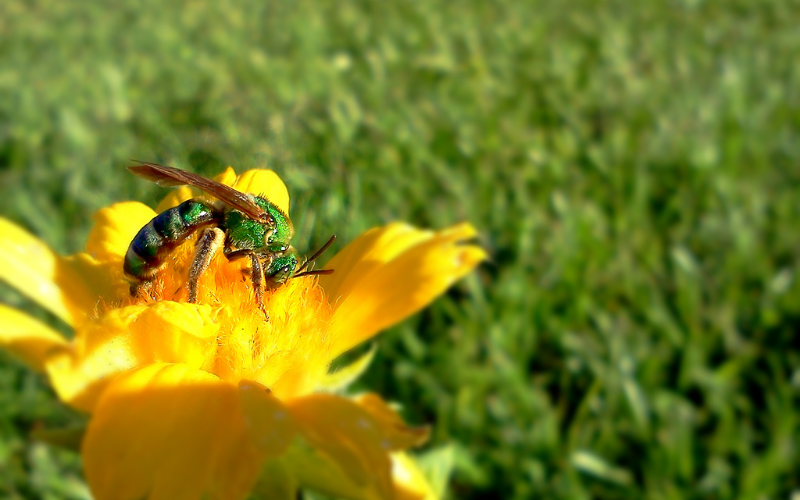 How to Avoid Wasps While Mowing the Lawn