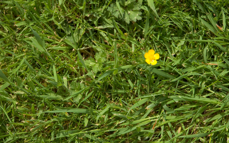 How to Get Rid of Buttercups in Your Lawn