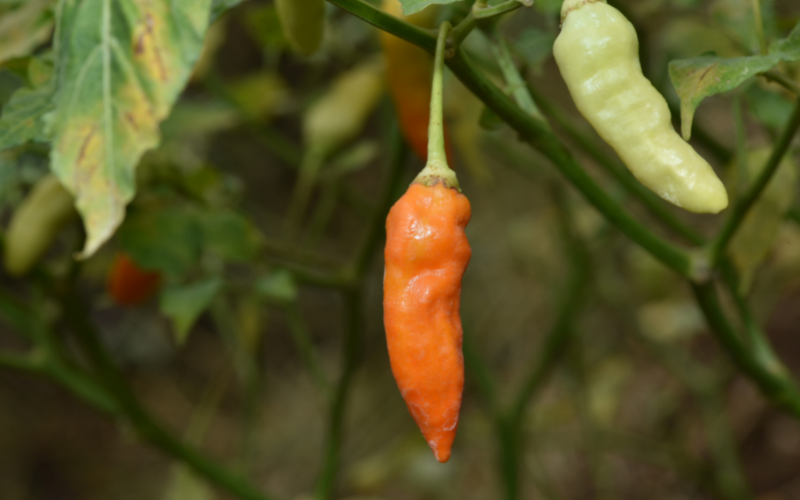 Is It Illegal to Put Cayenne Pepper on Your Lawn