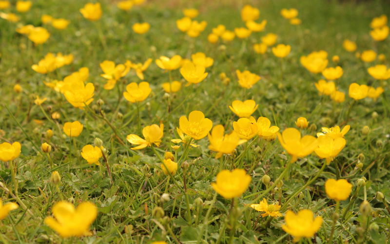 Ways to Get Rid of Buttercups in Grass
