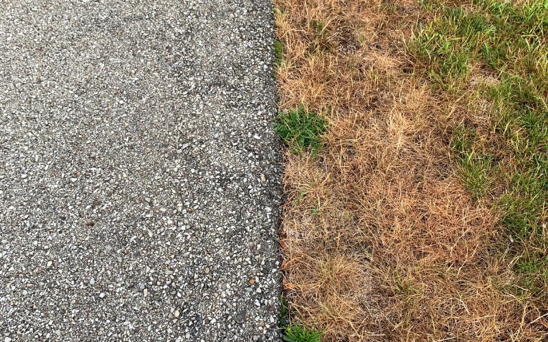 What-Does-Baking-Soda-Do-to-Grass-lawns