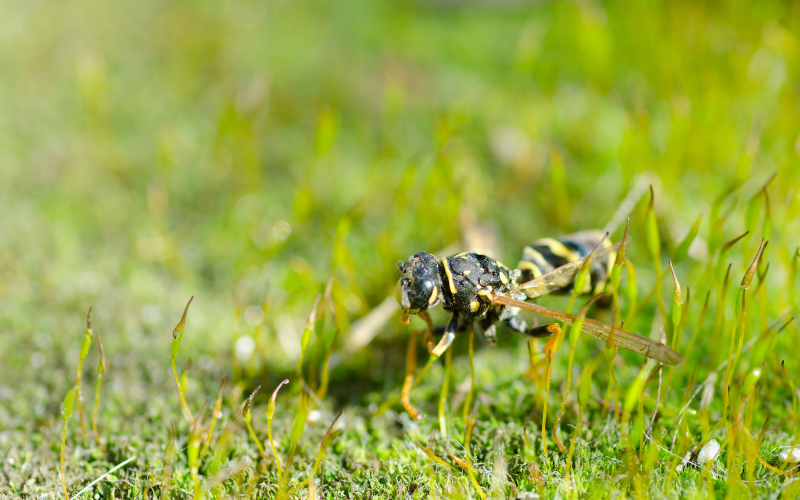 how to keep wasps away from lawn