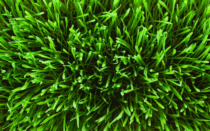 scientific names for grass