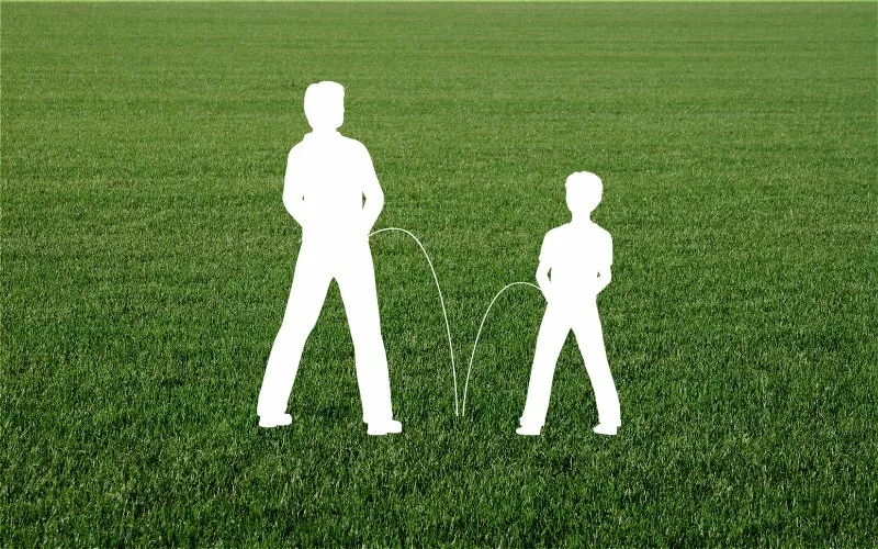 Does Human Urine Kill Lawn Grass