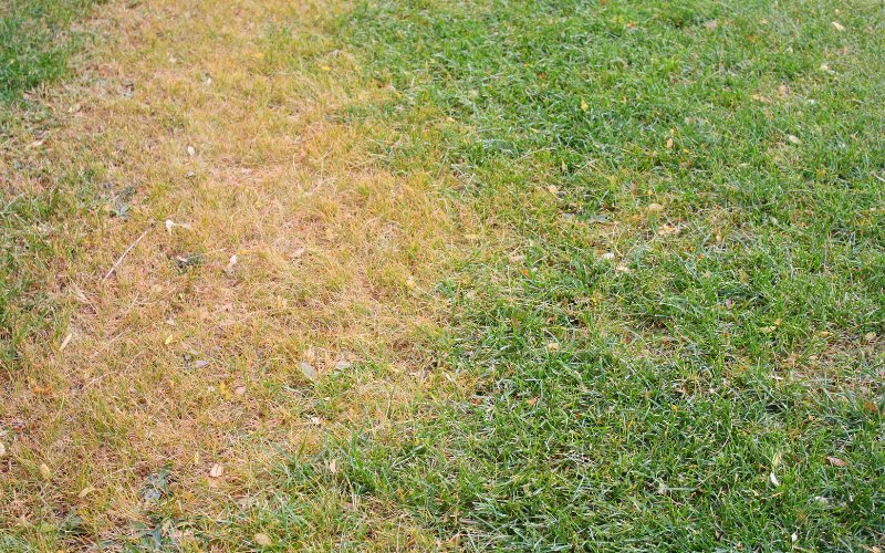 How to Remove Dead Grass After Applying Roundup