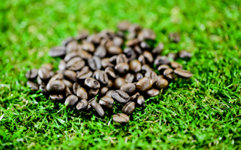 What Will Coffee Do to a Lawn