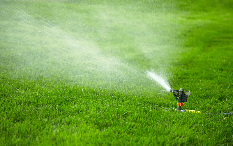 Can I Apply GrubEX to a Wet Lawn?