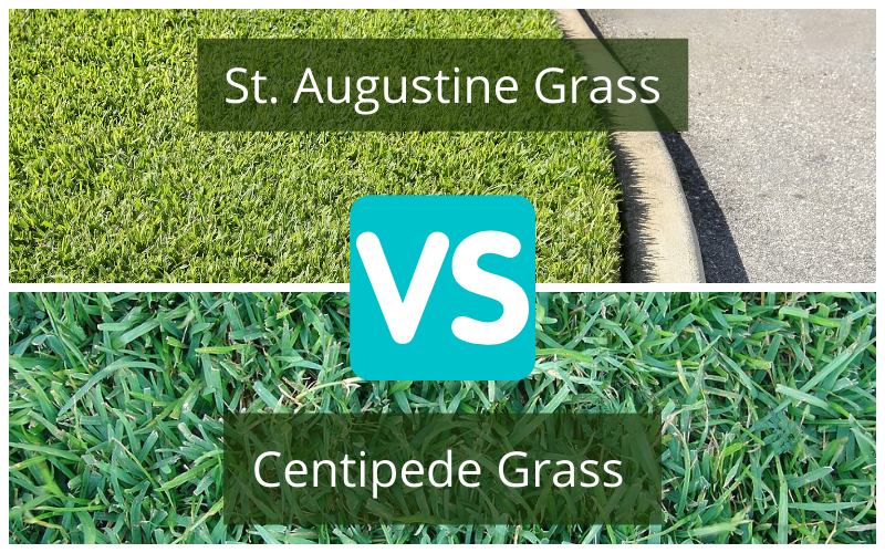 Turf Comparison: Centipede Grass vs St. Augustine
