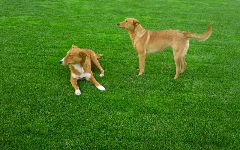 How Long Should You Keep Your Dog Off the Grass After Fertilizing