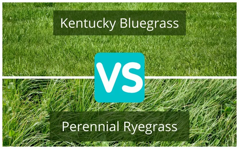 Turf Comparison Perennial Ryegrass vs Kentucky Bluegrass