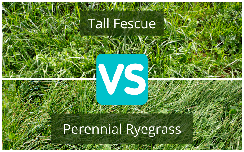 Perennial ryegrass and tall fescue are both common types of lawn grasses. 