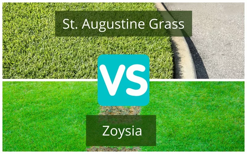Zoysia vs St Augustine Lawn Grass