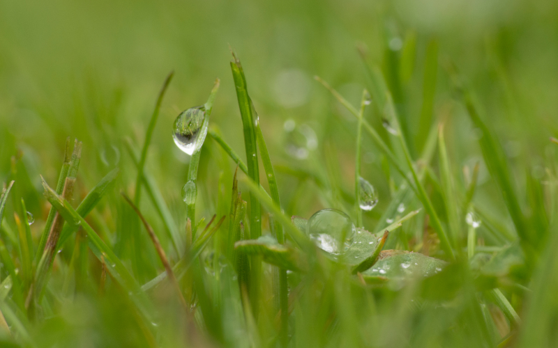 Can I Apply Fertilizer to Wet Grass?