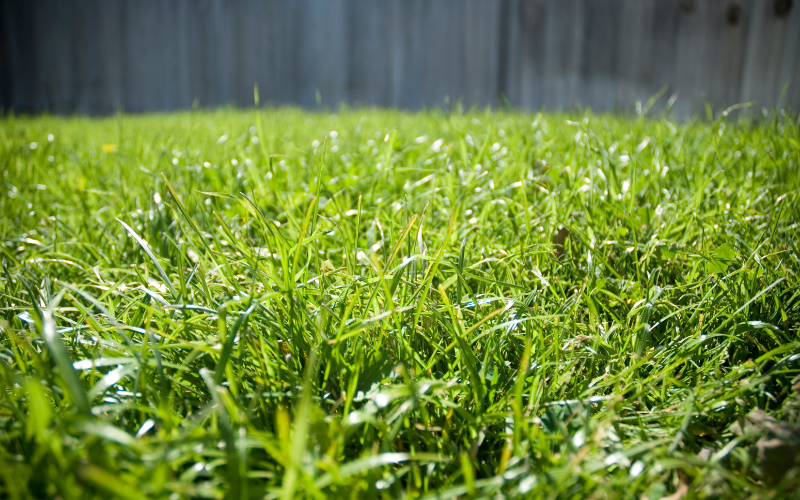 How to Get Bermuda Grass to Spread