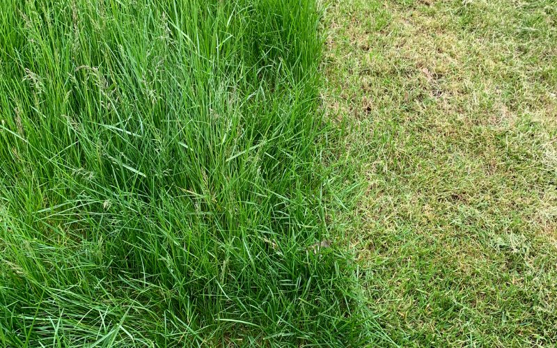 How to Stop Grass from Growing So Fast