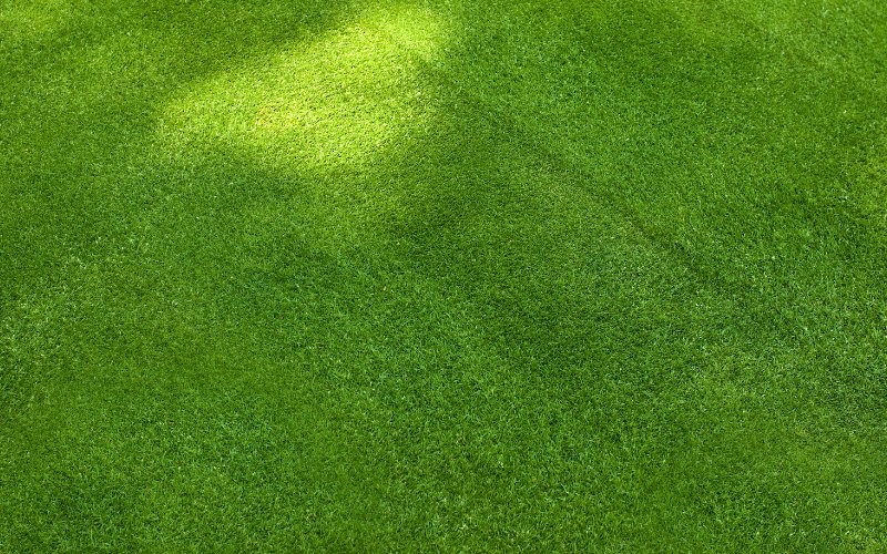 Why is My Lawn Grass Different Shades of Green