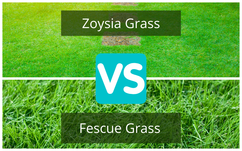 Zoysia Grass vs Fescue Grass