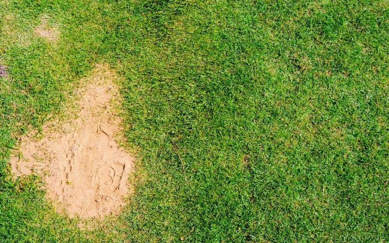 Best Types of Sand for Lawn Leveling