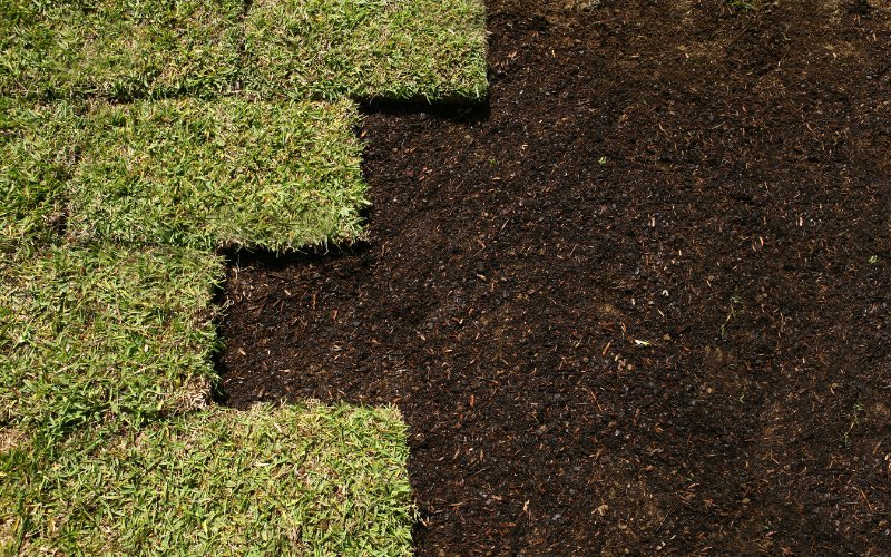 What You Should Do if Sod is Not Taking Root