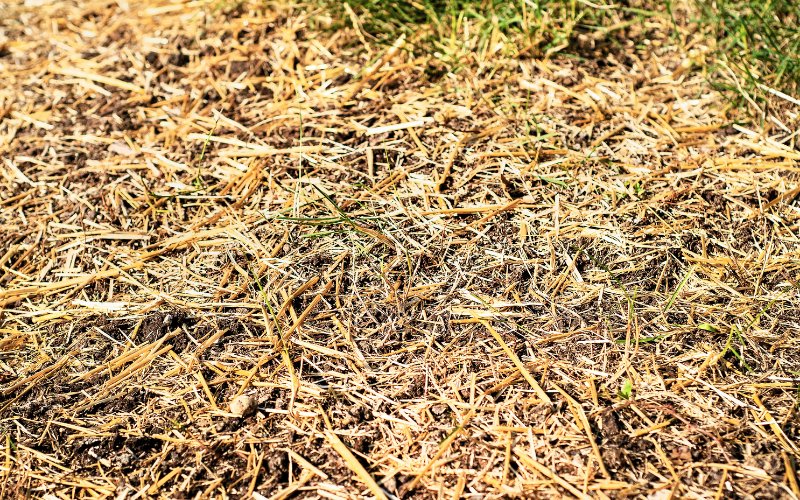 alternatives to straw for grass seed