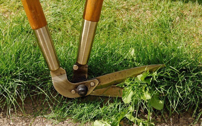 Edging Lawn with Lawn Shears