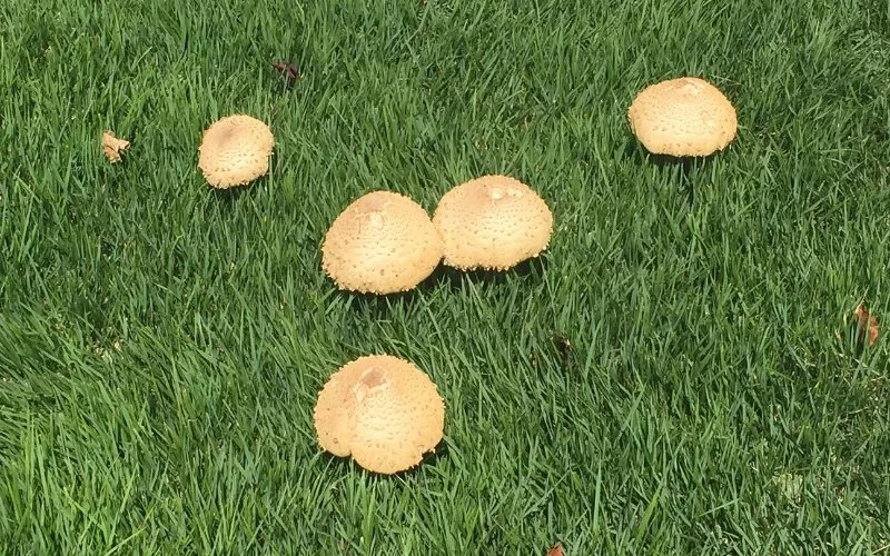 How to Get Rid of Mushrooms in New Sod Grass