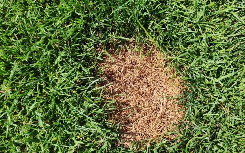 Grub Damage vs Fungus – How to Spot the Difference