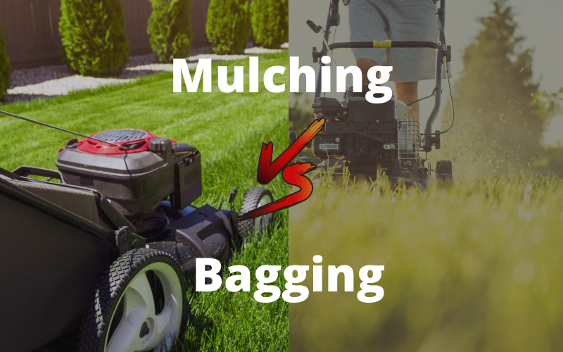 Bagging vs. Mulching Grass Clippings