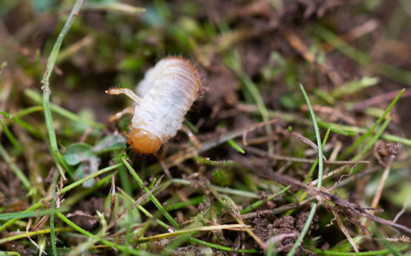 What Causes Grubs in Your Lawn