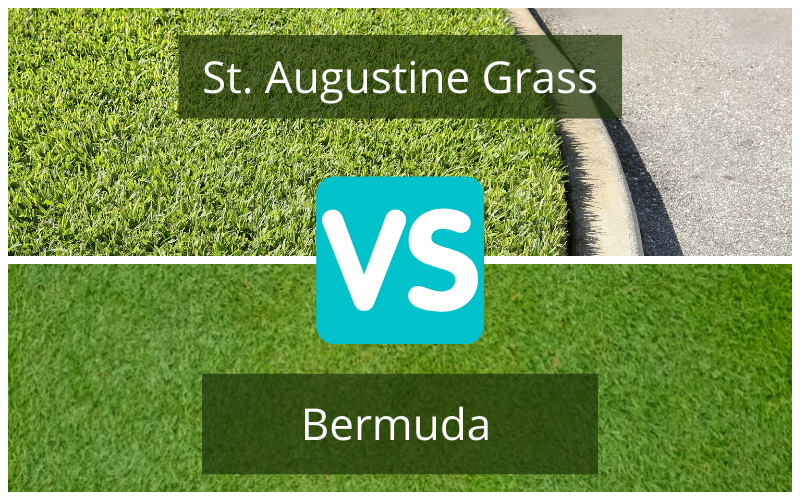 Bermuda Grass vs. St. Augustine