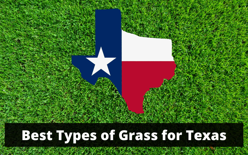 Best Types of Grass in Texas