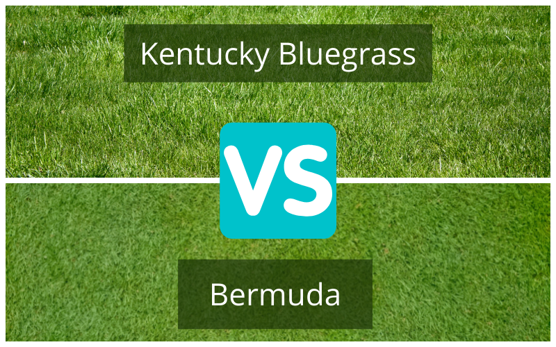 Kentucky Bluegrass vs Bermuda Grass