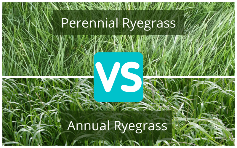 Perennial Ryegrass vs. Annual Ryegrass