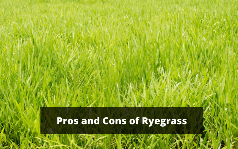 Pros and Cons of Ryegrass